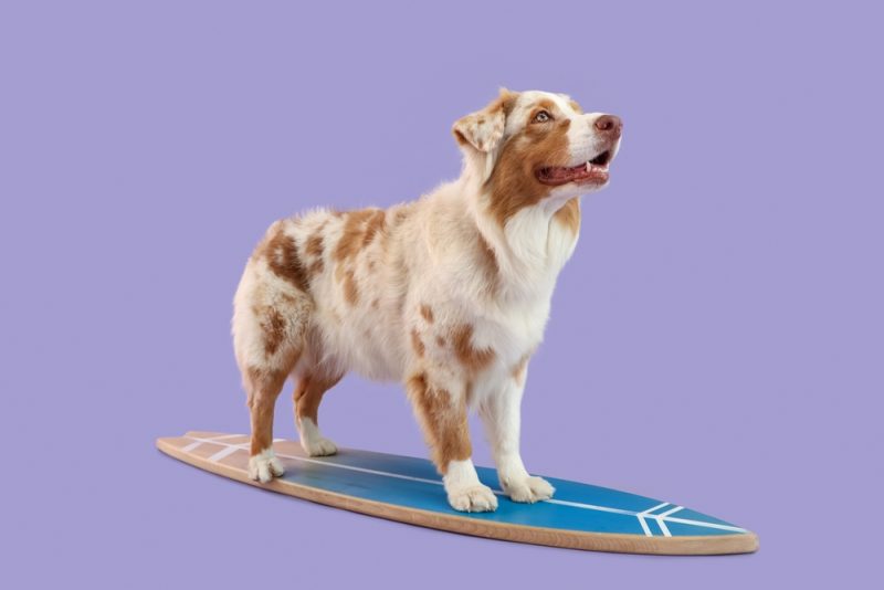 Australian Shepherd dog standing on a surfing board