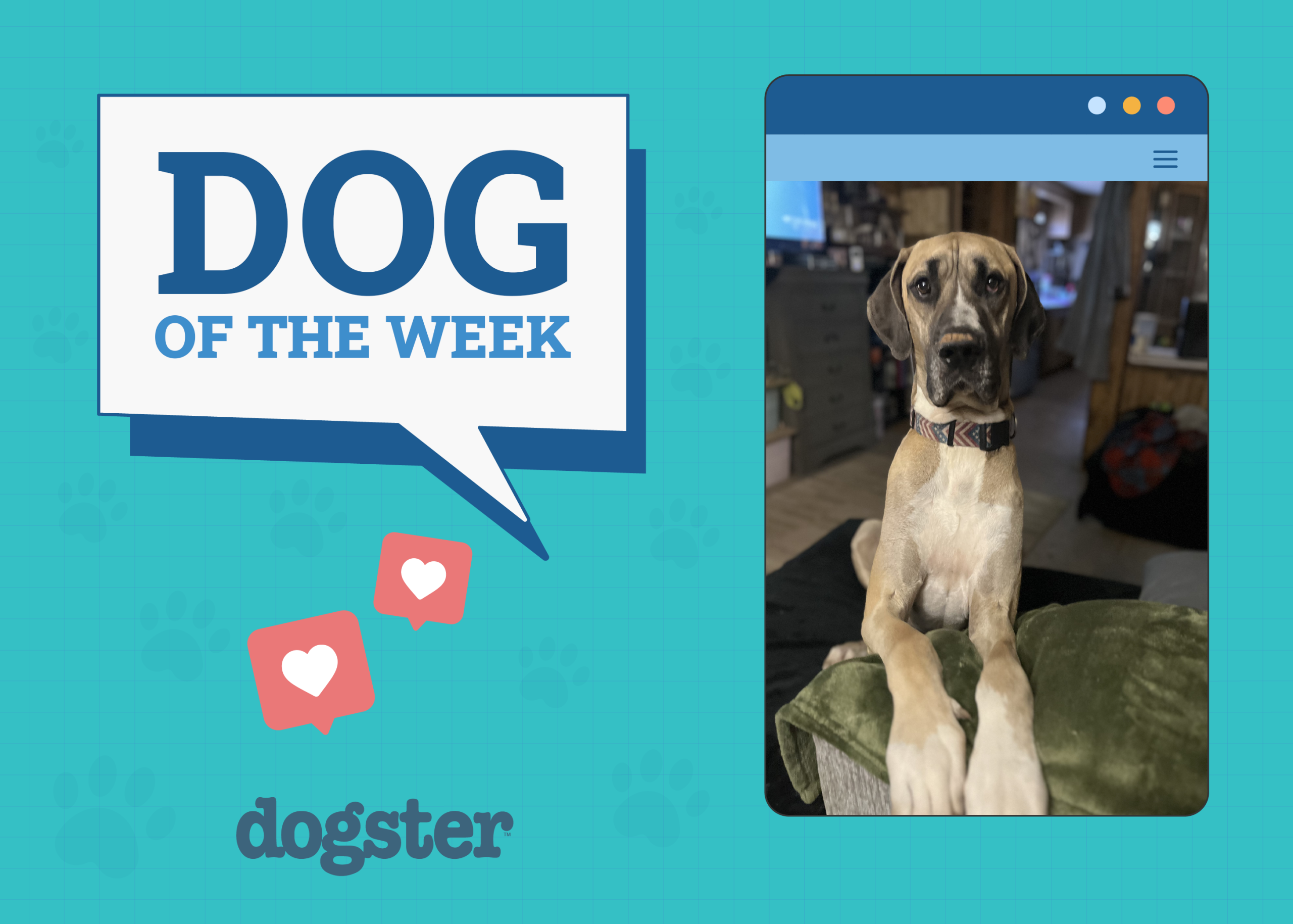 Dogster Photo Contest: Dogs of the Week Winners (January 2, 2025)