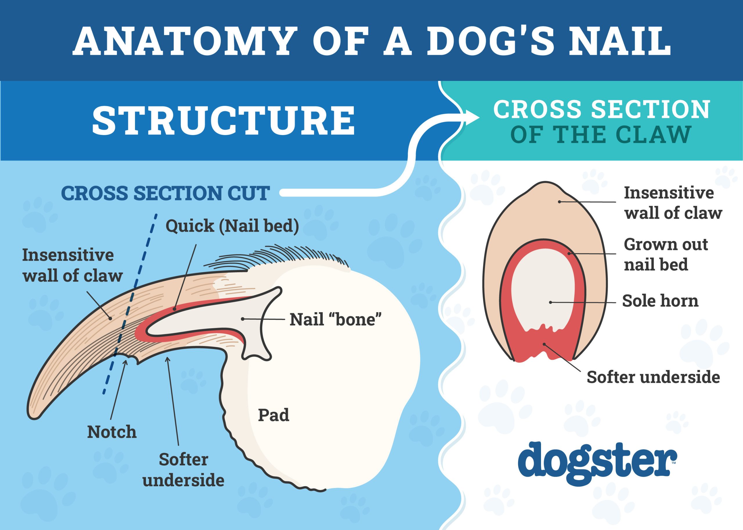 Dog's Nail Structure
