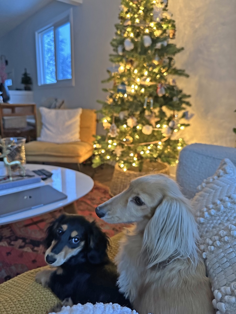 Draper &amp; Rue by Christmas tree