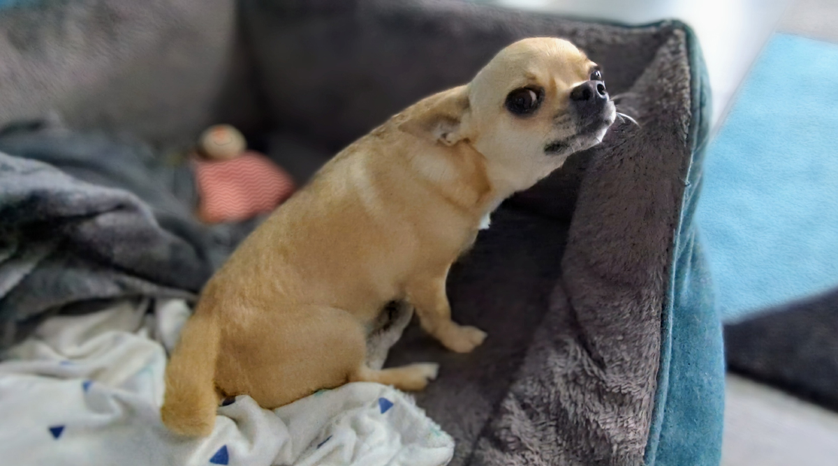 Fred's Reverse Sneezing: Why He Does It & Why I'm Not Worried (with Video)