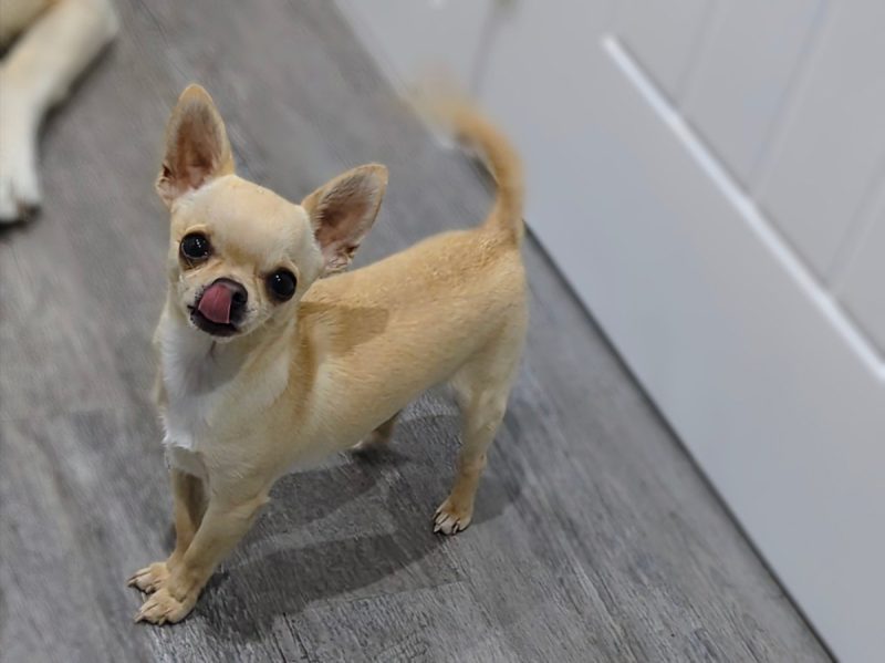 It's hard to resist those pleading eyes