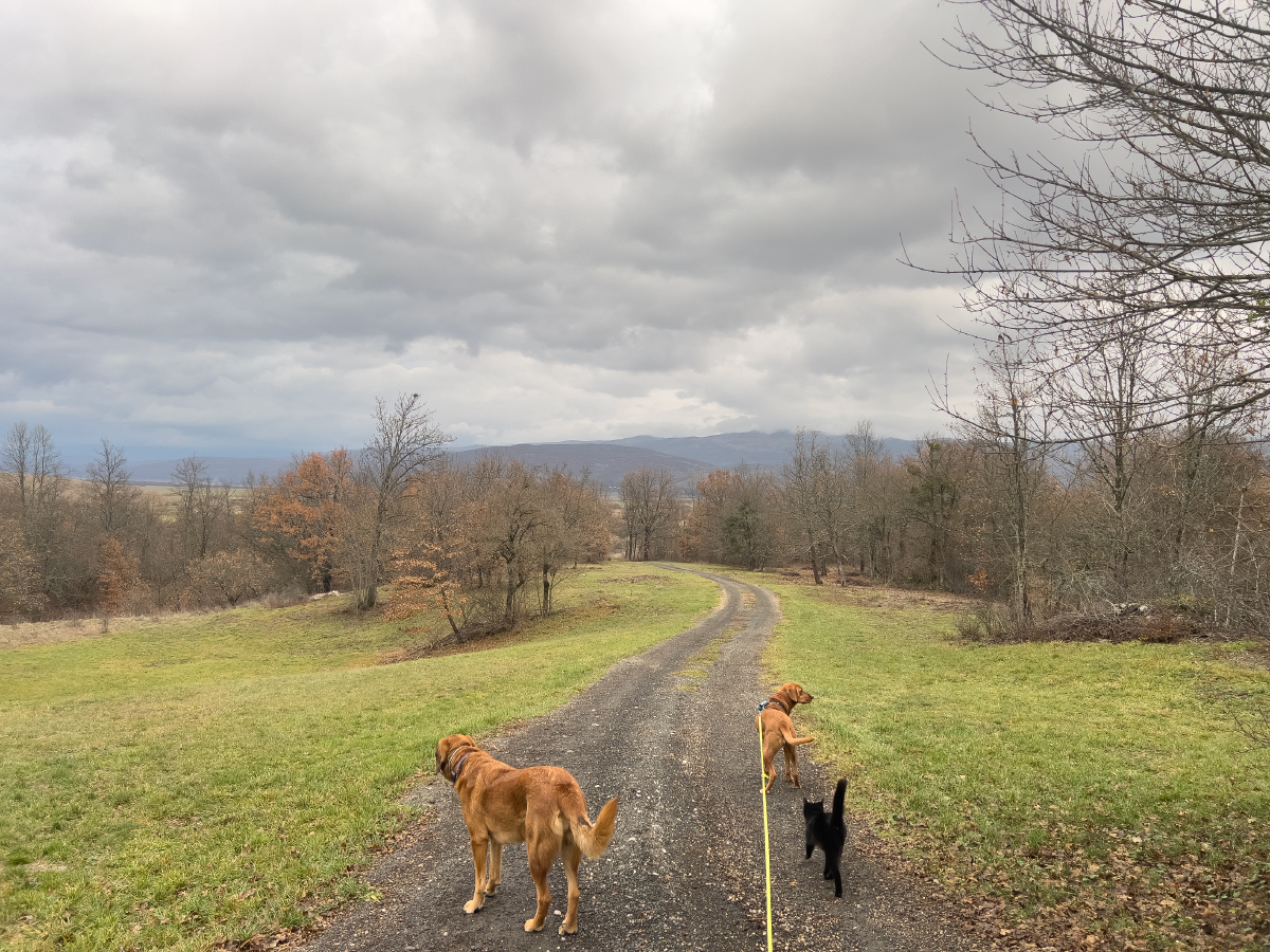 Dogs and Cats: How Lava & Hela Treat the Kitties
