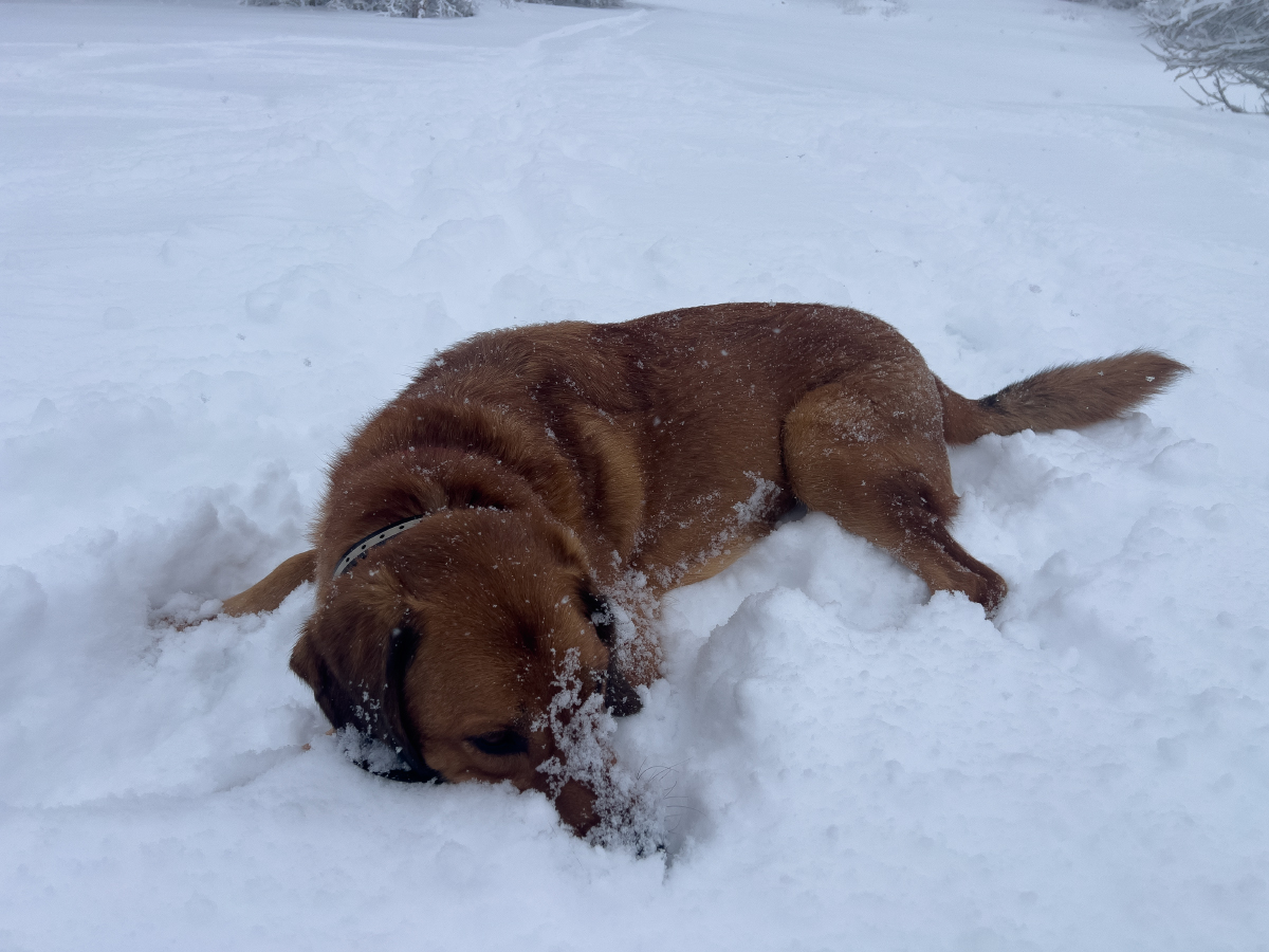 Dog New Year's Resolutions: Lava's Plans for 2026