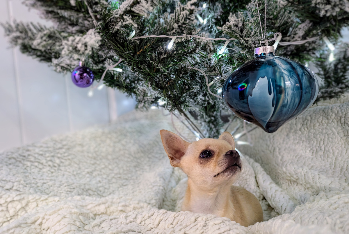All I Want For Christmas Is Food: Dr. Karyn's Dogs Enjoy Turkey & Stuffing