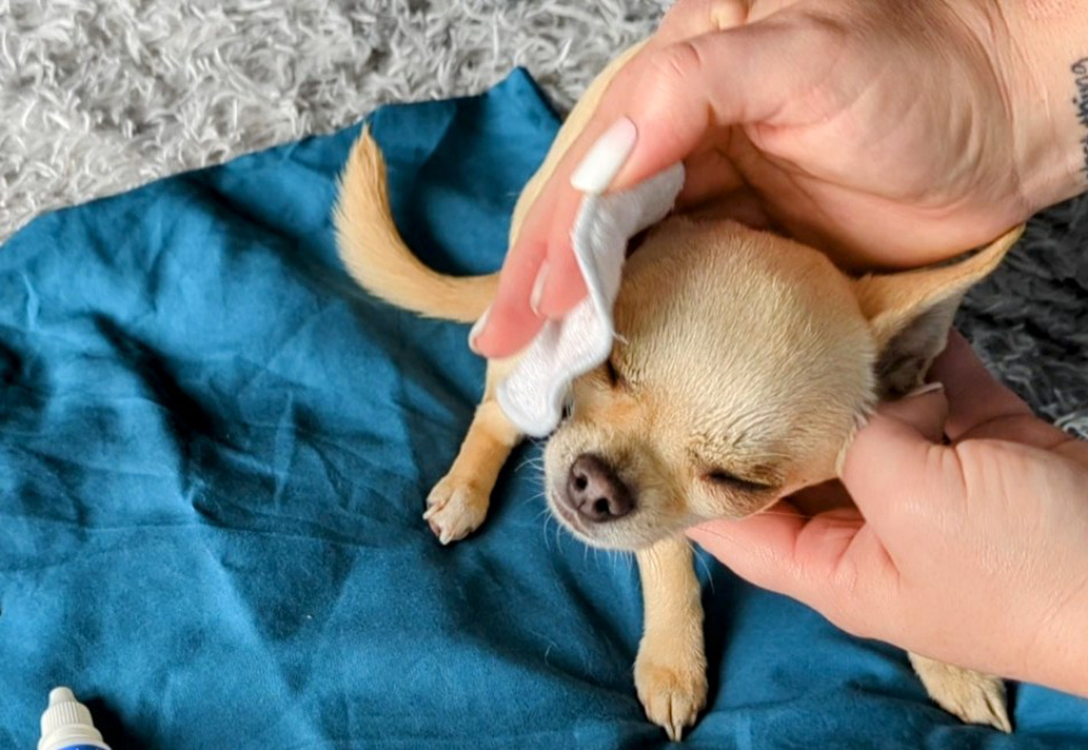 Rub the eye with the same vigor as a mother would lick her pups