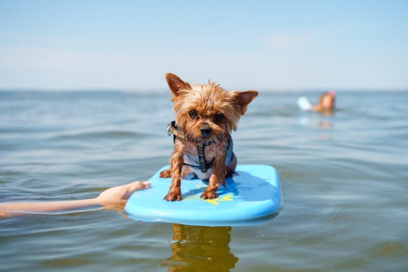 Yorkshire terrier dog stands on a surfing board in the sea