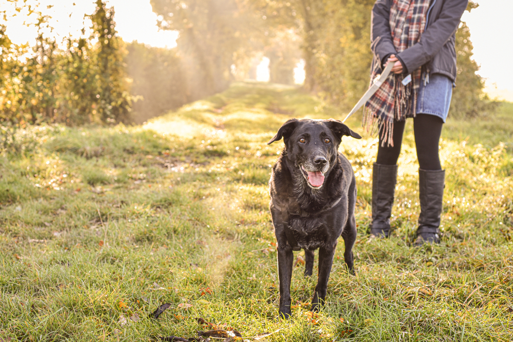 National Walk Your Dog Week 2026: When It Is & How to Participate
