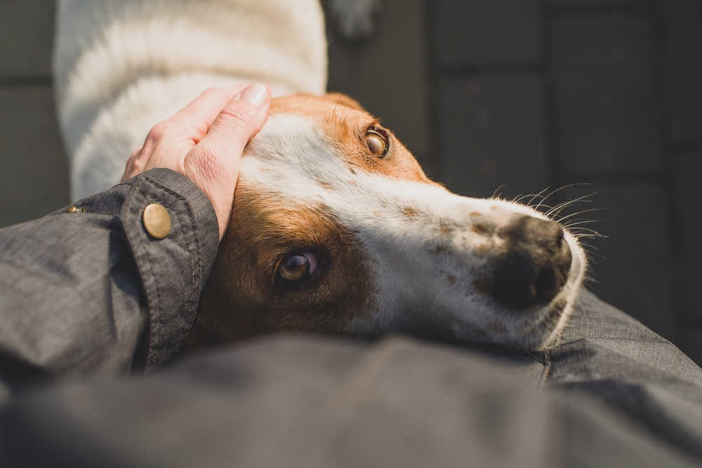 Can Dogs Tell When You're on Your Period? Vet-Verified Senses & Behavior Insights