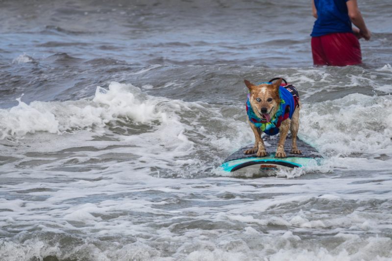 dog surfing in the beach
