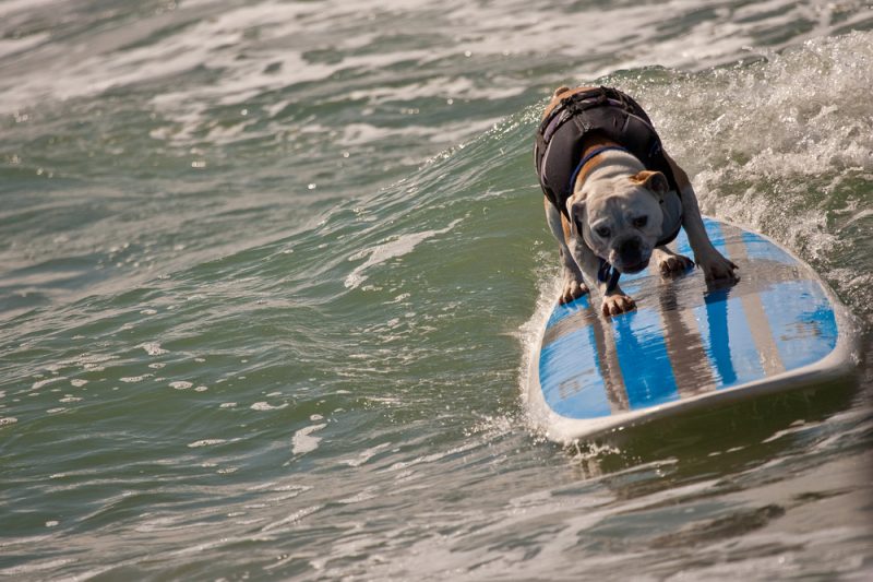 dog with life jacket surfing the waves