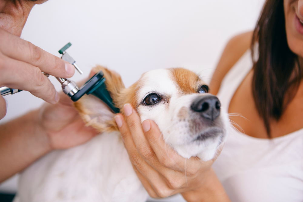 Are There Dog Hearing Tests? Vet-Approved Facts & FAQ