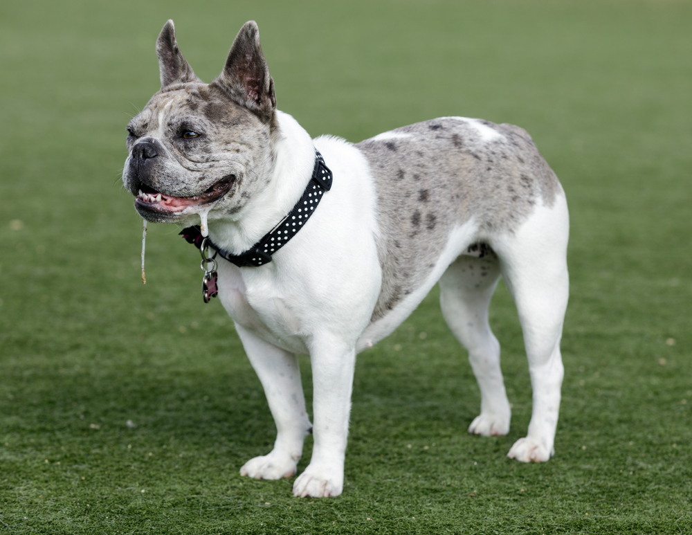 Blue Merle White Pied Female Frenchie Drooling