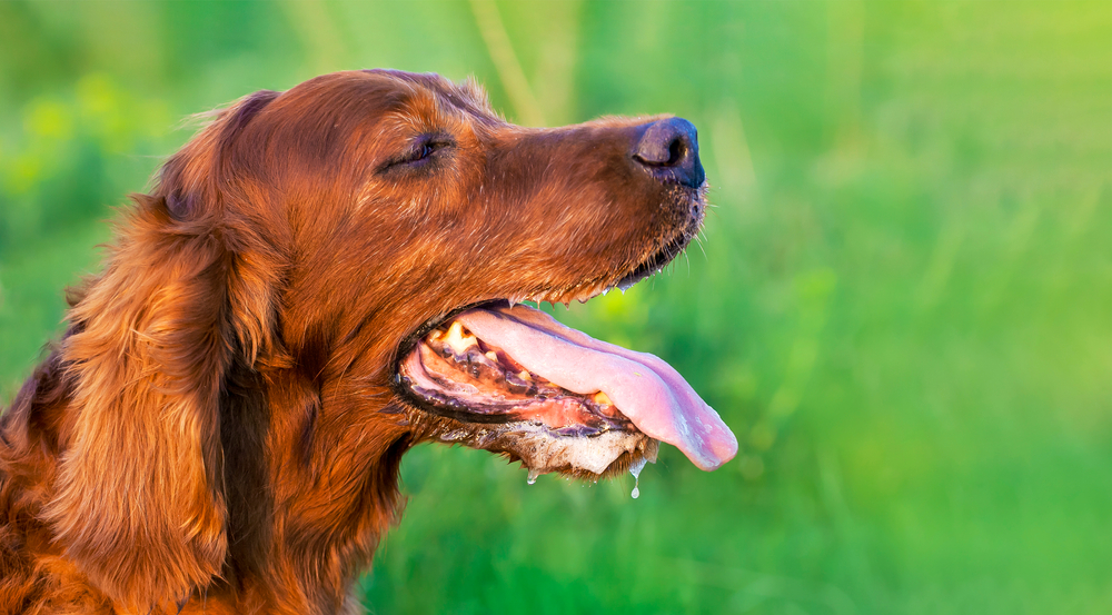 How to Stop Dog Drooling? Our Vet Explains