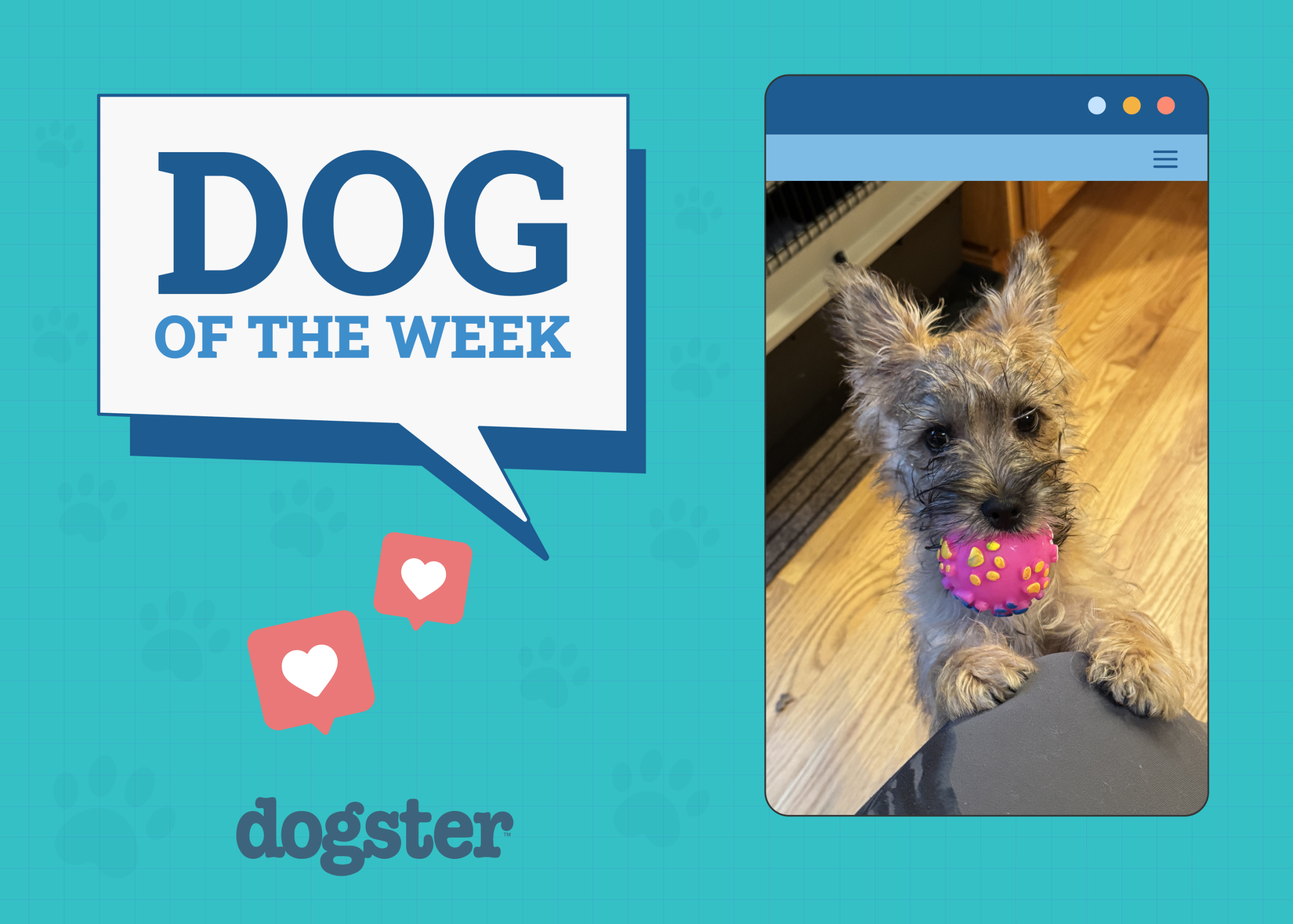 Dogster Photo Contest: Dogs of the Week Winners (Jan 9, 2025)