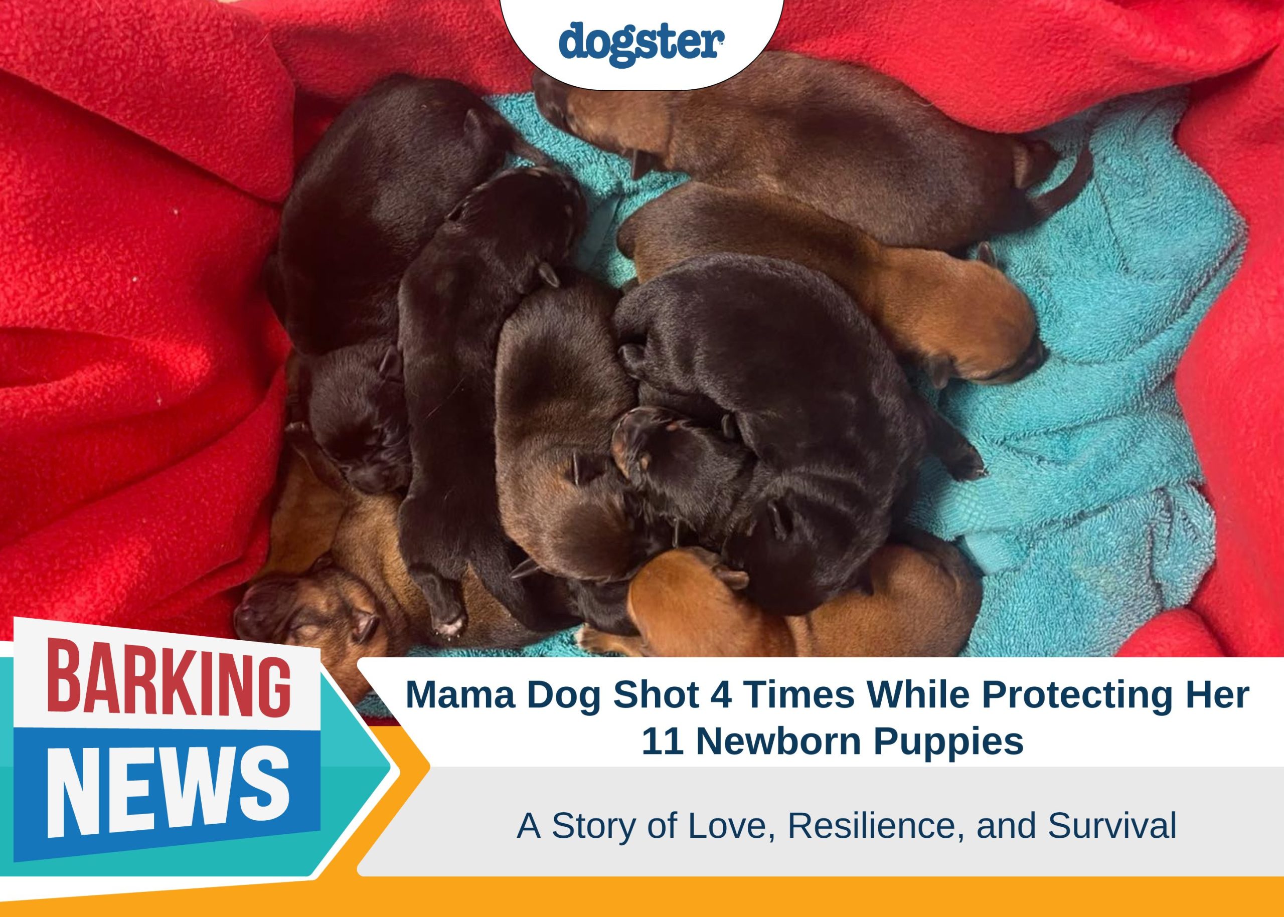 Mama Dog Shot 4 Times While Protecting Her Newborn Puppies - A Story of Love, Resilience & Survival