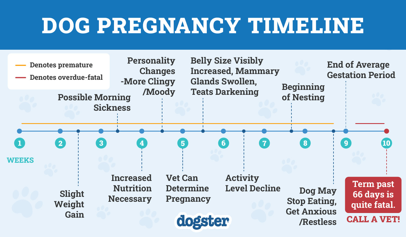 Dogster_Dog Pregnancy Cycle Infographic_v1-9_Jan 10 2025 (1)