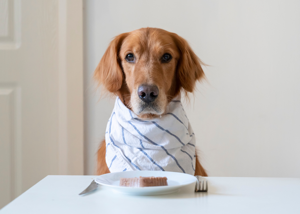 Golden Retriever prepares to eat at the table