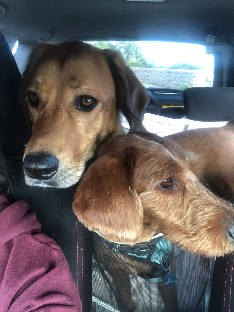 Lava and Hela in the back seat