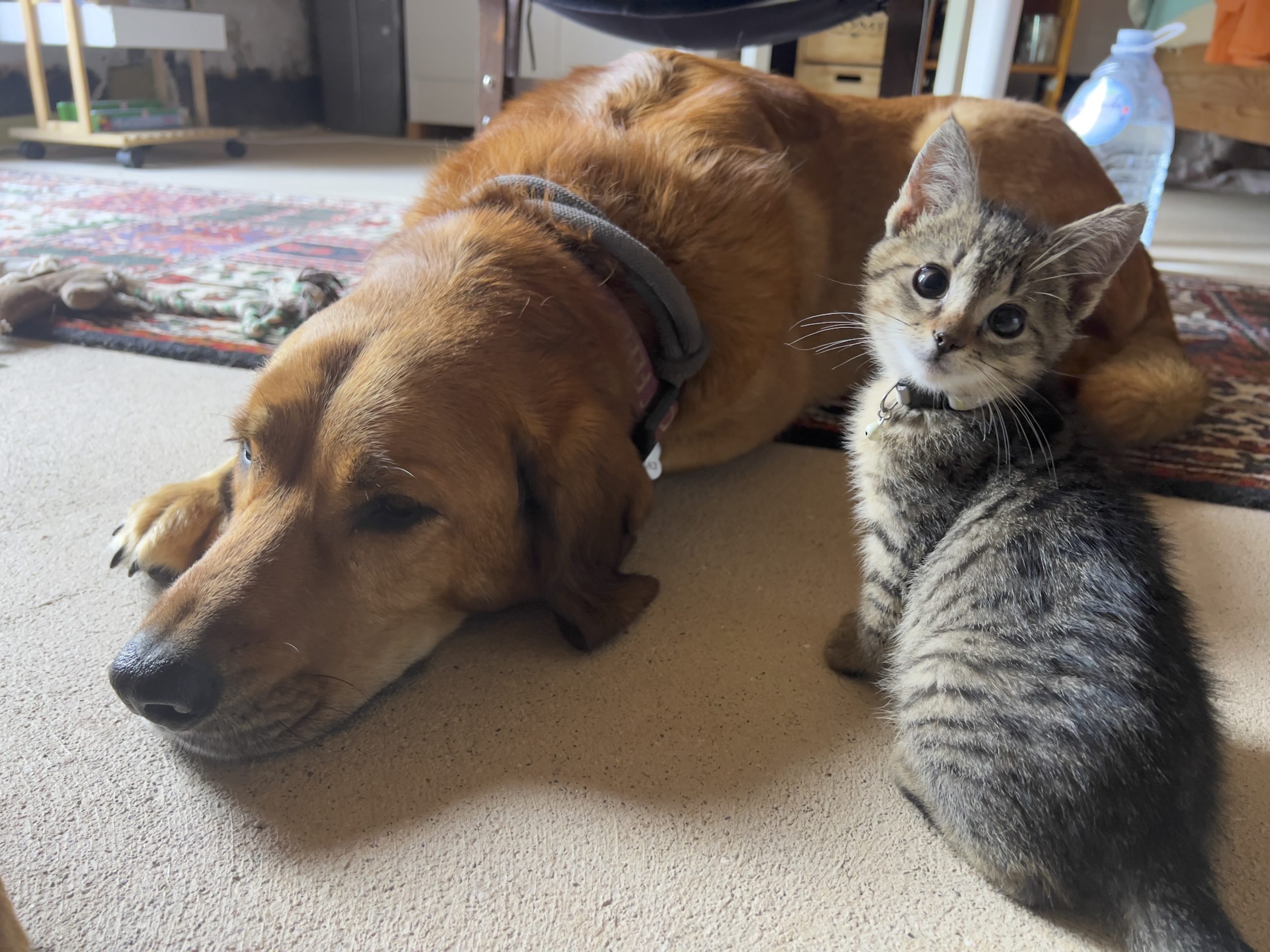 Canine Sleeping Positions: Lava's Top Five