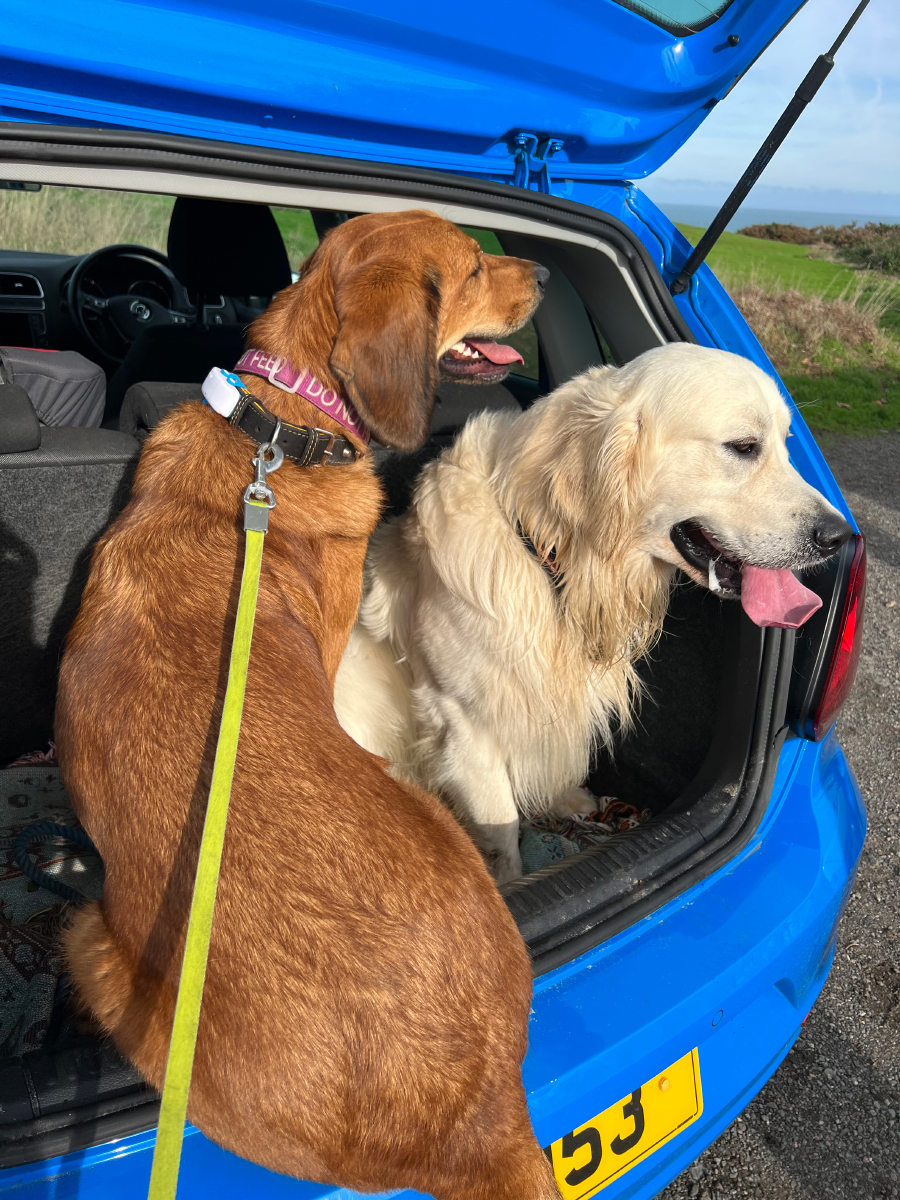 Lava and her friend in trunk of the car