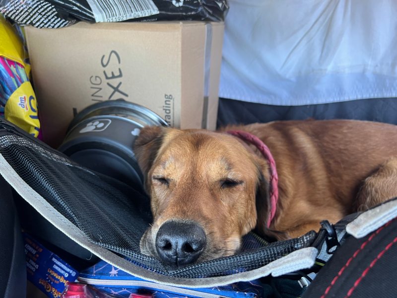 Lava snoozing in the back seat