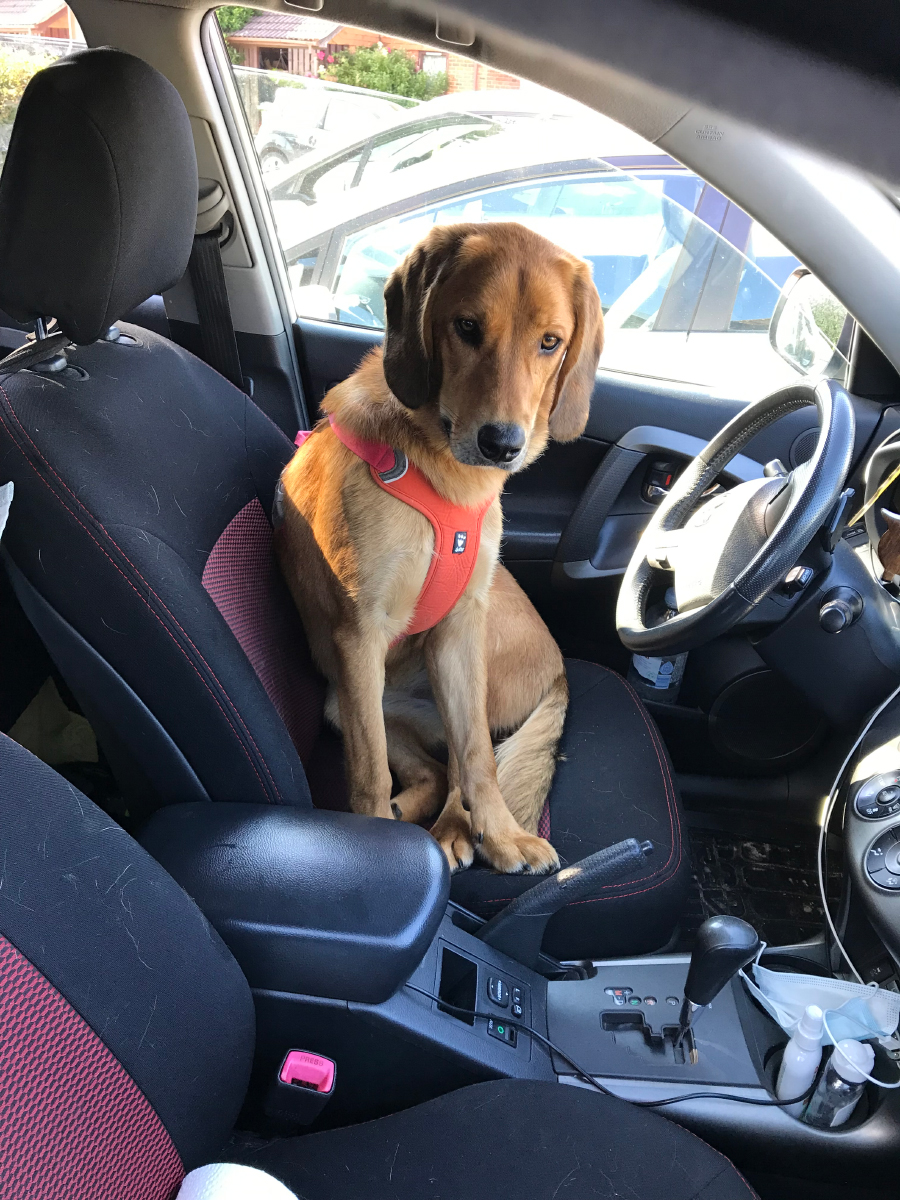 Lava with harness sitting on the driver's seat