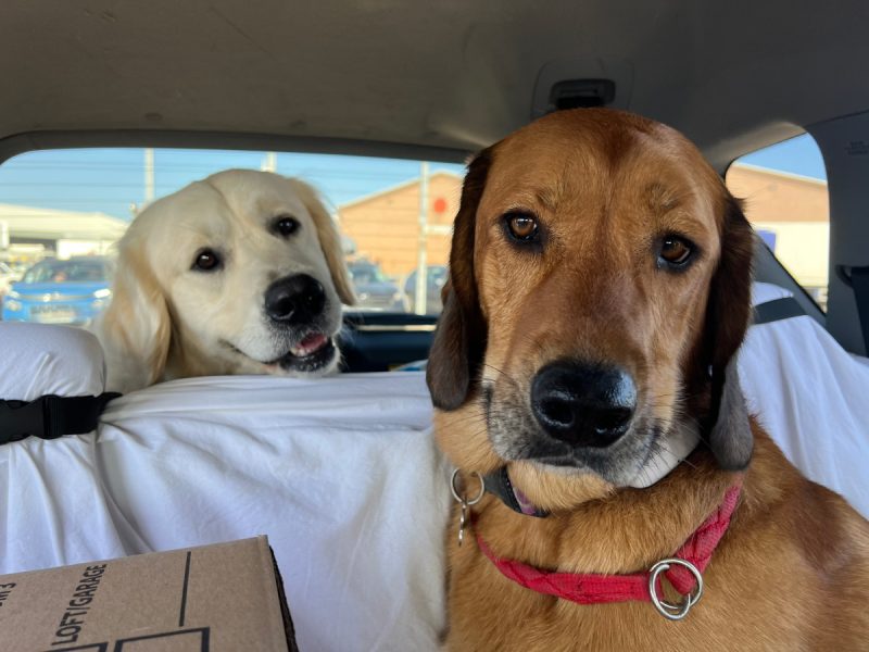 Lava with her doggie friend