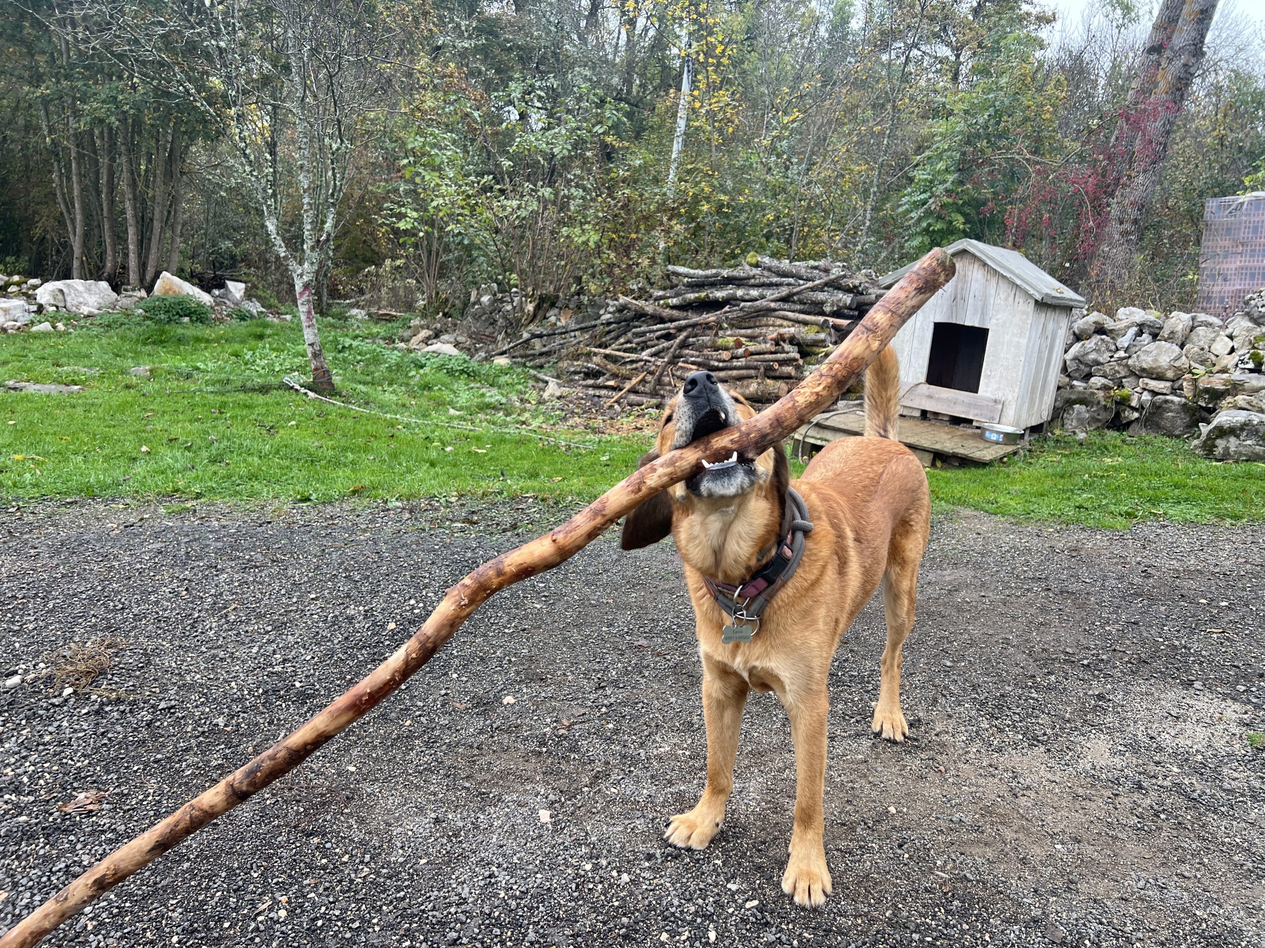Dogs and Sticks: The Deal Behind Lava's Obsession