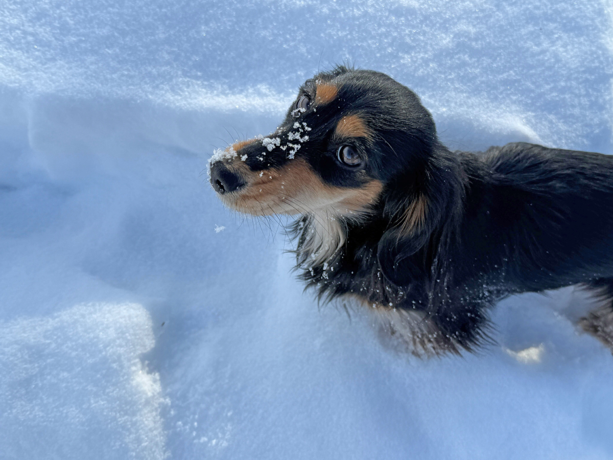 Winter Wienerland: Draper and Rue’s Snowy Adventures