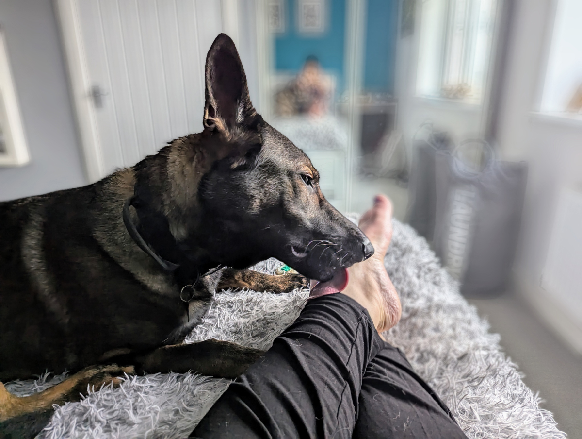 Mmm, Feet… Why Do My Dogs Like Licking Me? The Attraction & Whether It's Normal