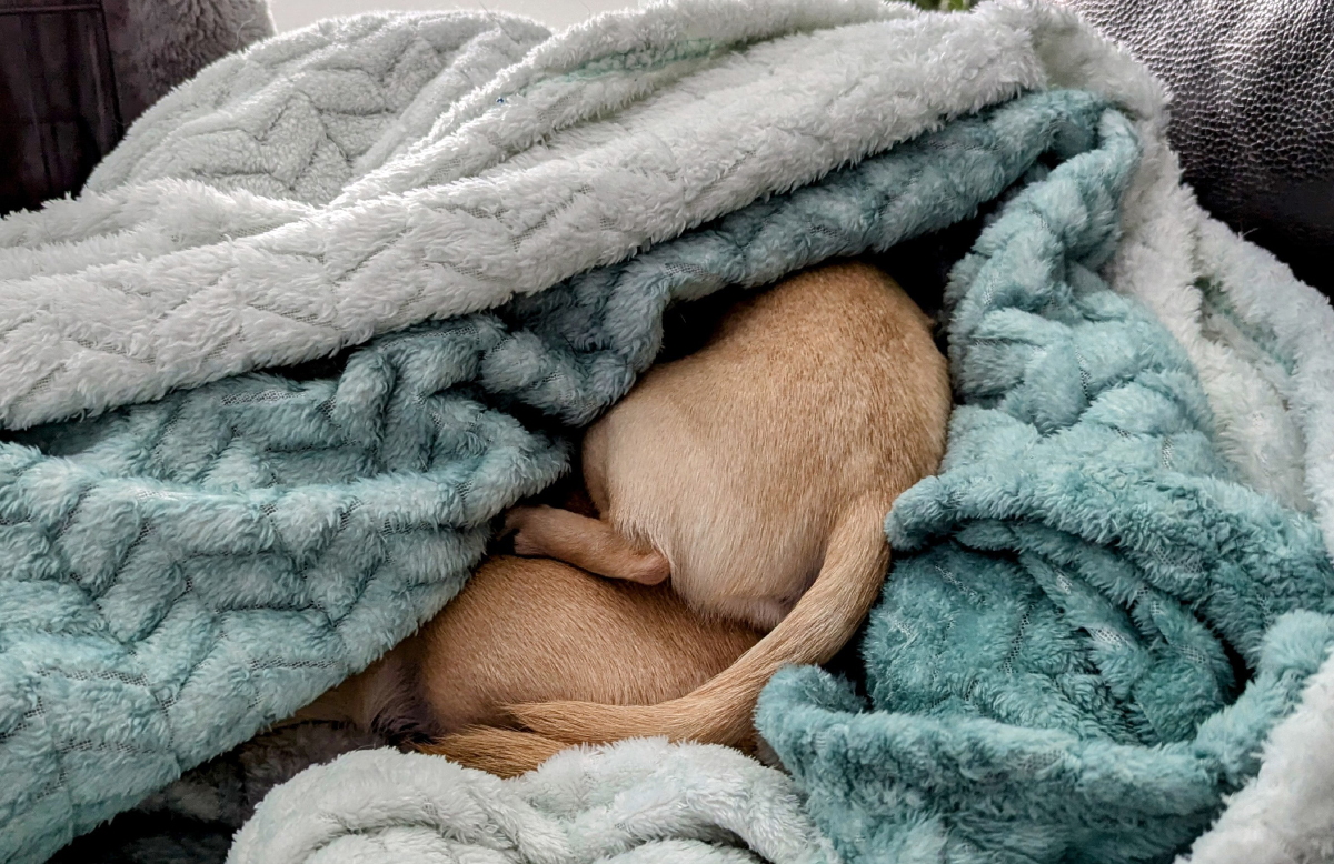 What Is It With Chihuahuas and Burrowing? Dr. Karyn's Experience With Ned & Fred