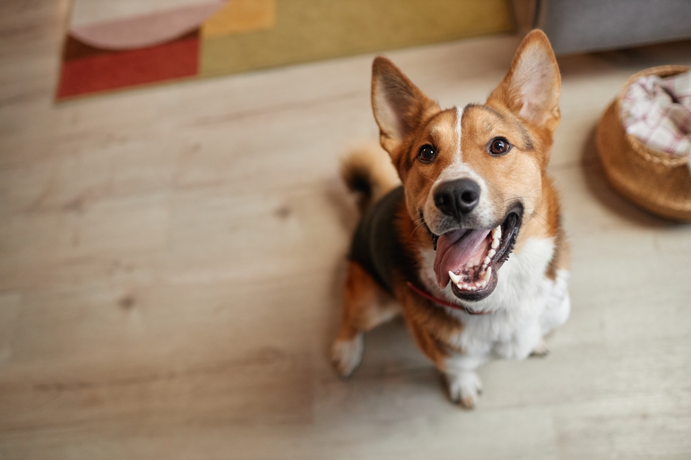 How Do Dogs Say “Thank You”? 5 Gratitude Behaviors (Vet-Reviewed)