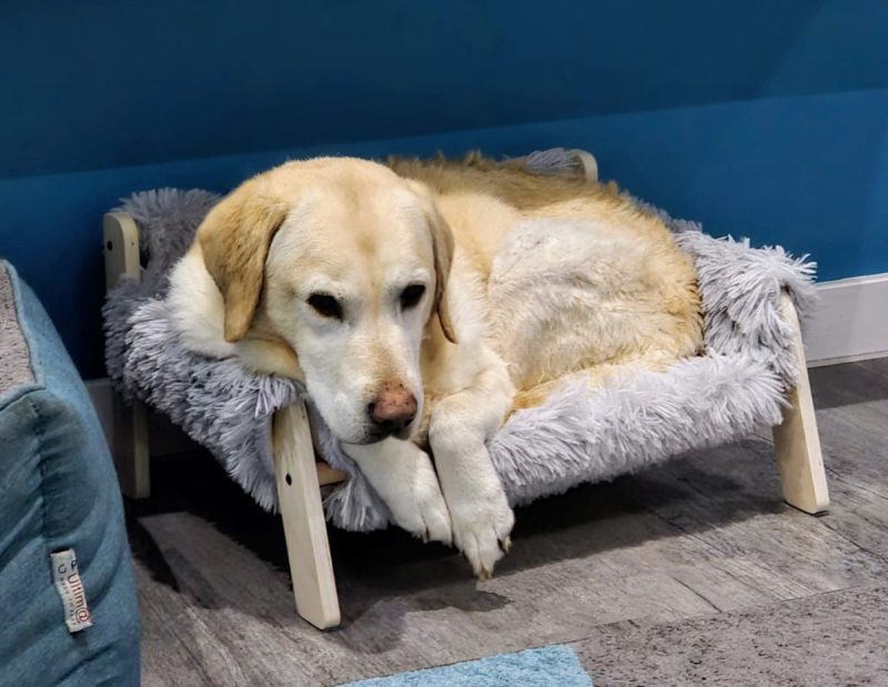Bailey in the bed