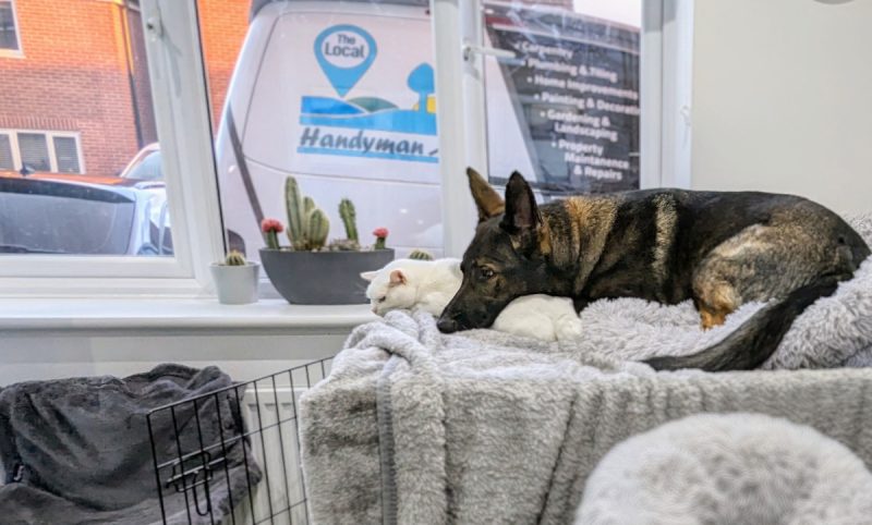 Clutch and Kodah lying on top of the crate
