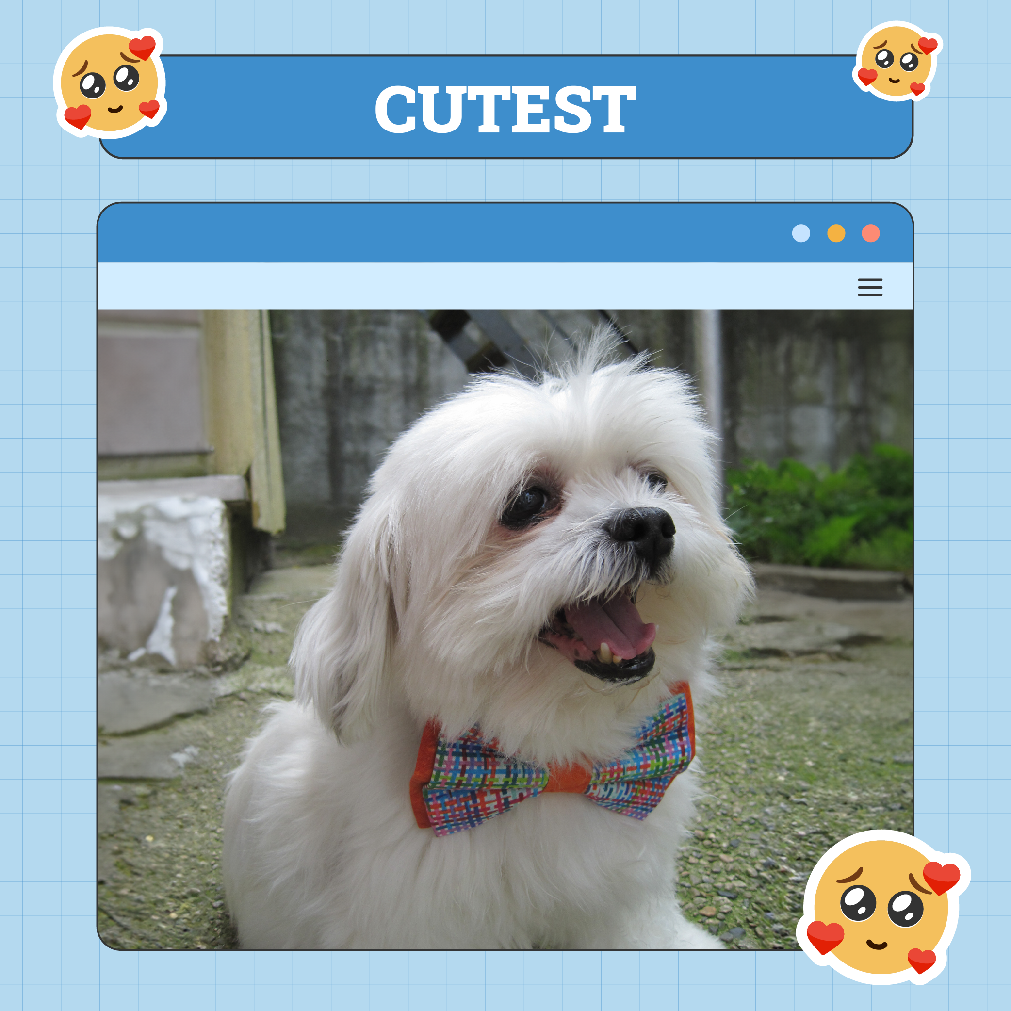 Cutest Dog