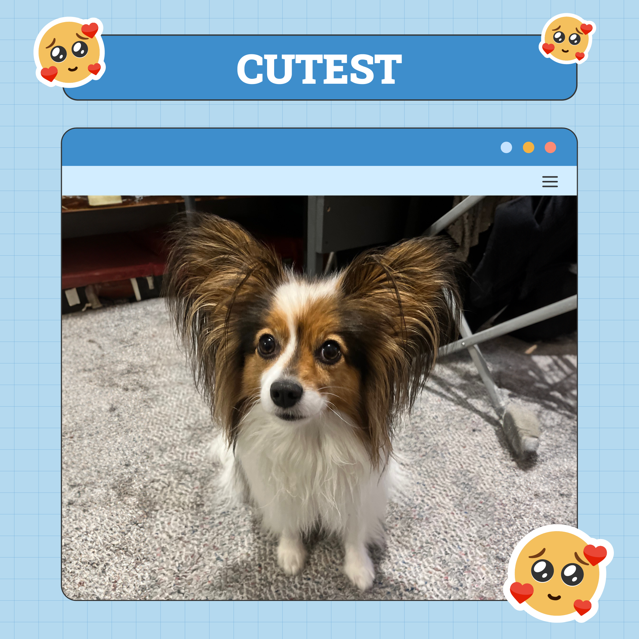 Dog Cutest