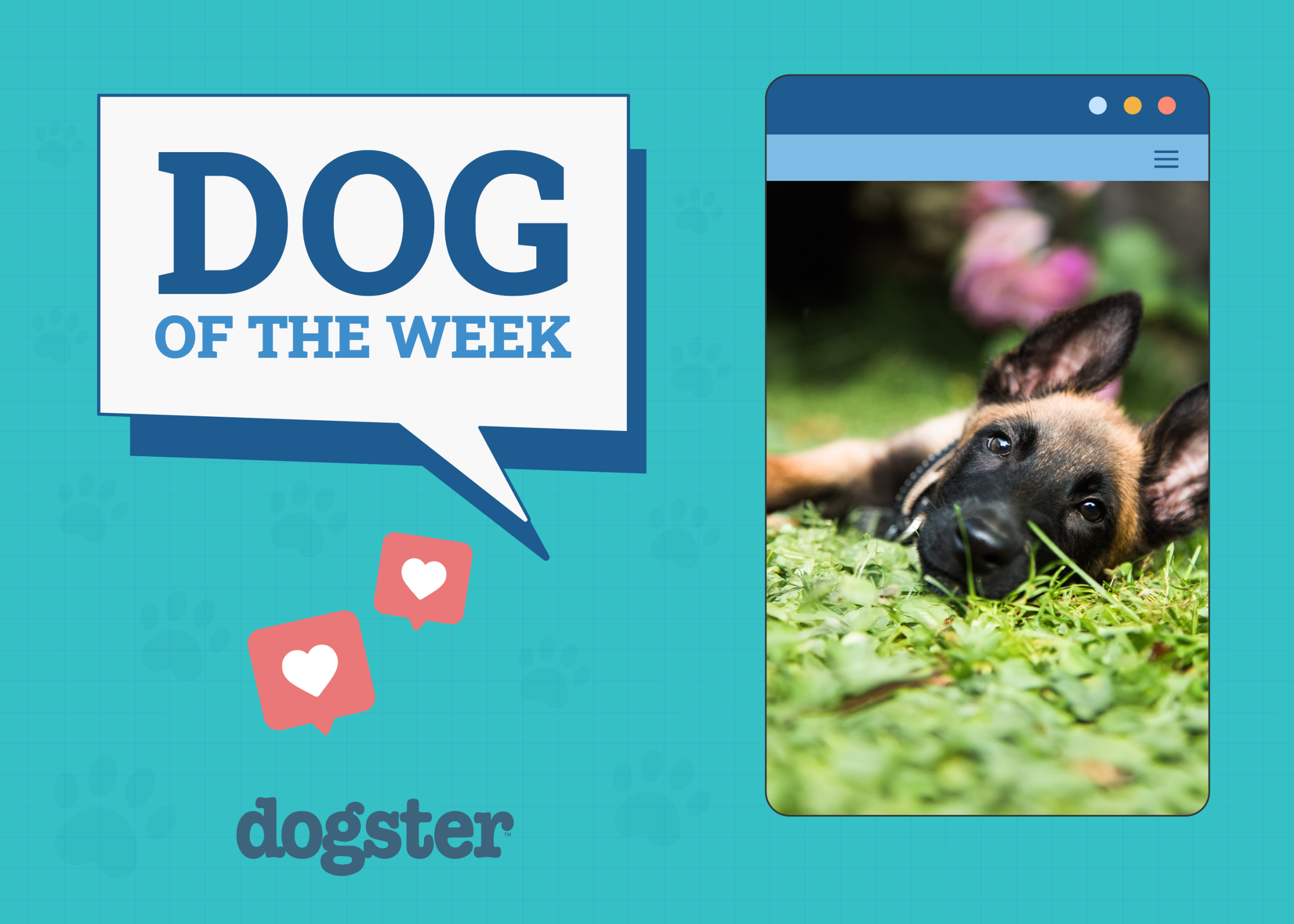 Dogster Photo Contest: Dogs of the Week Winners (Feb 13, 2025)