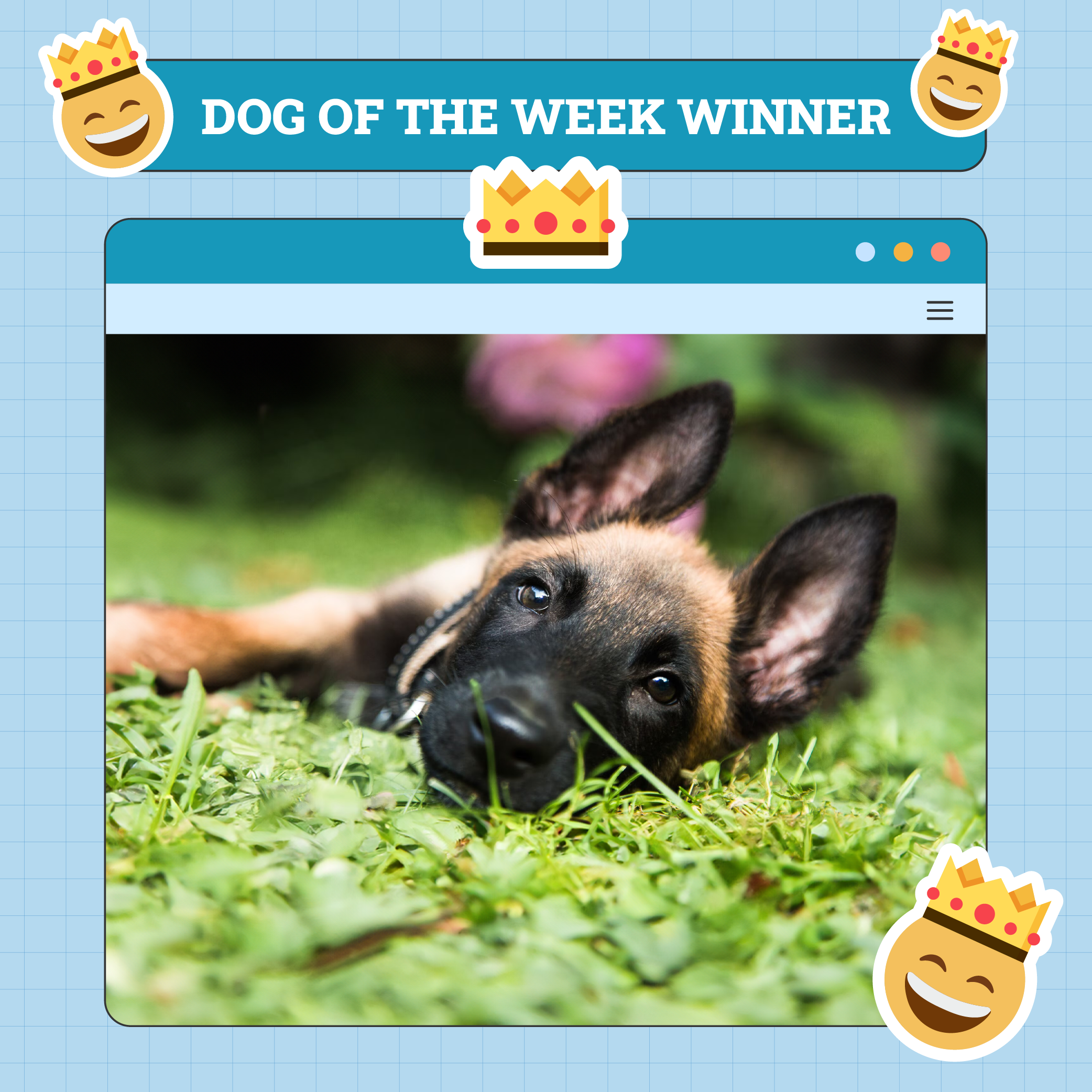 Dog Wiiner of the week