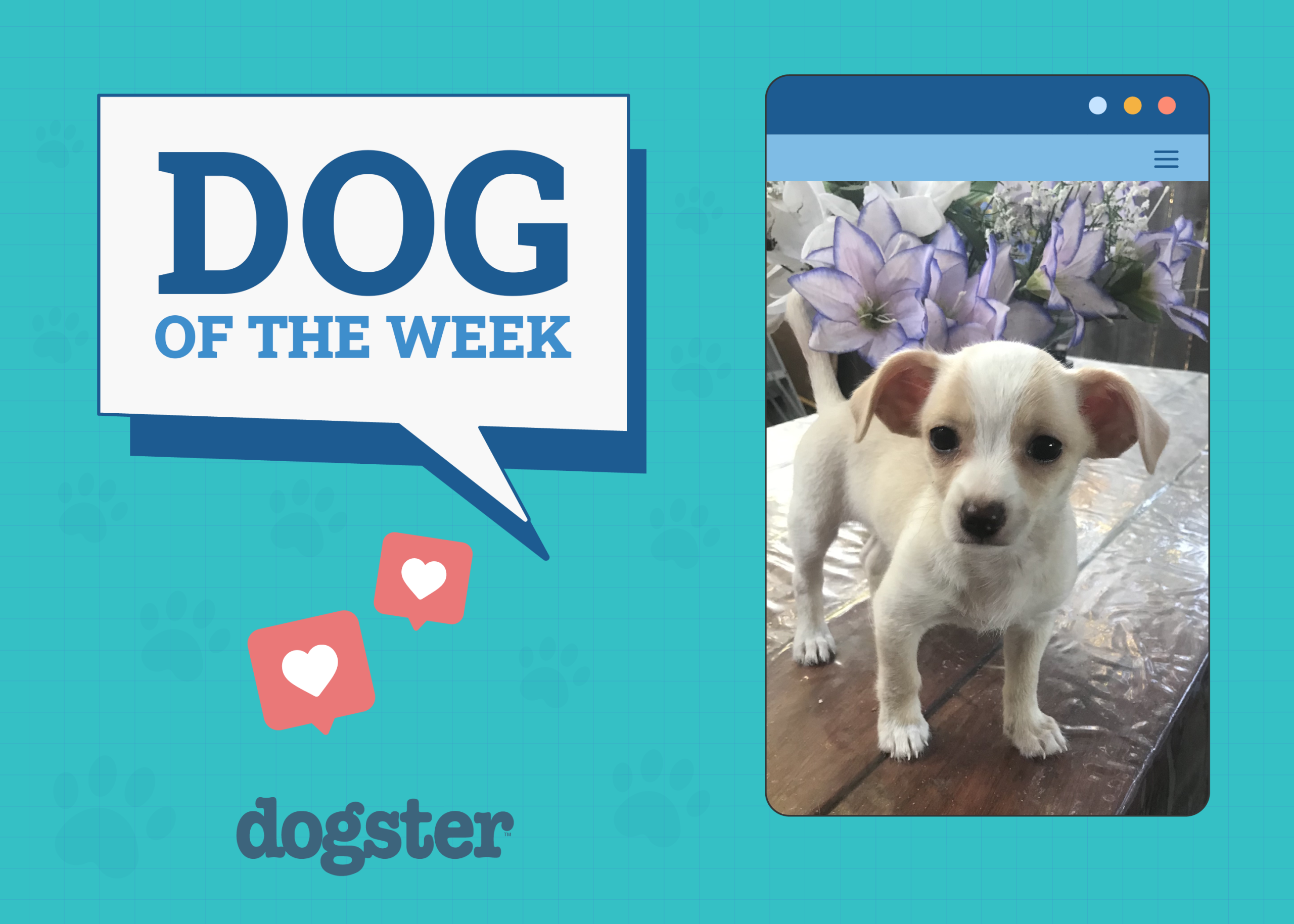 Dogster Photo Contest: Dogs of the Week Winners (Feb 27, 2025)