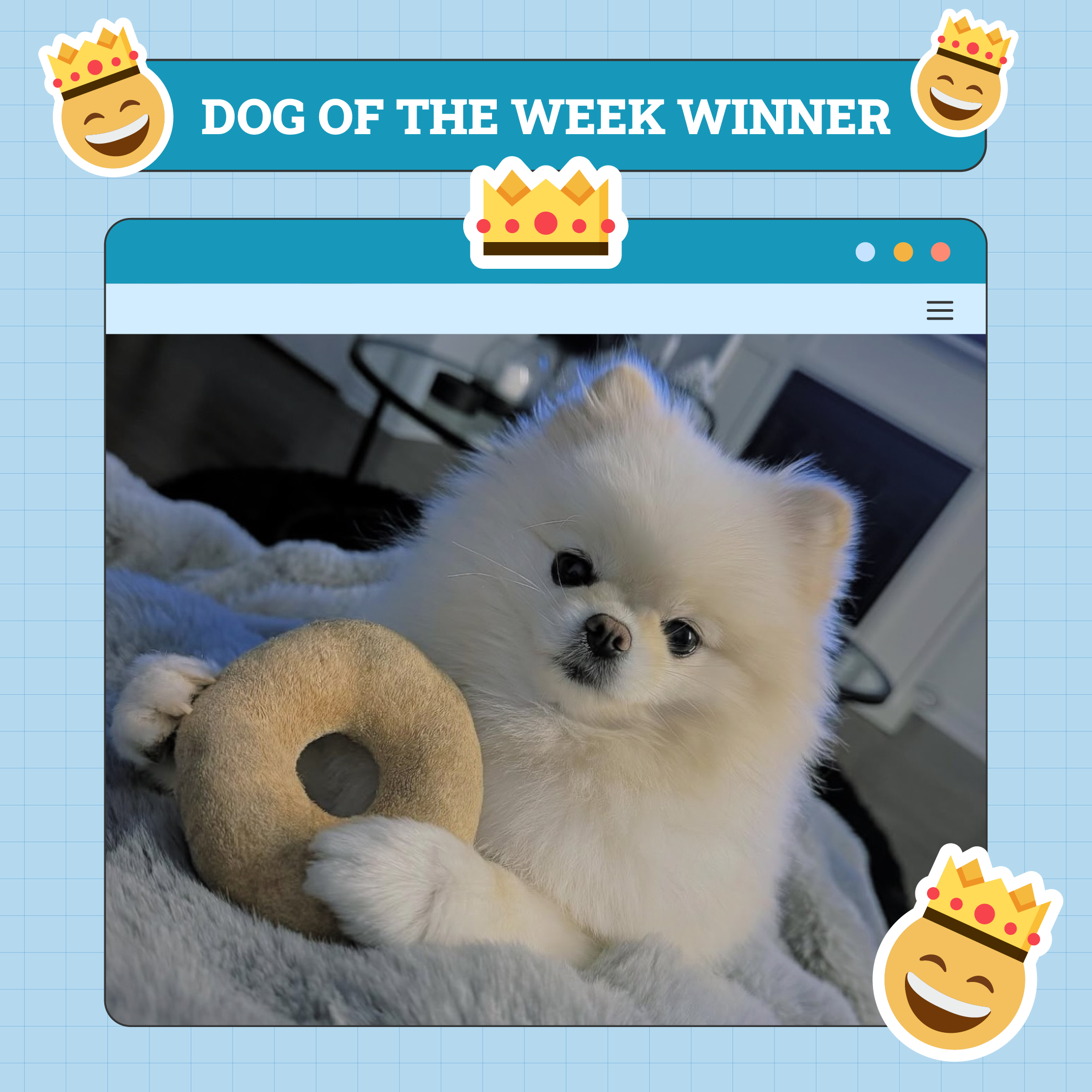 Dog Winner