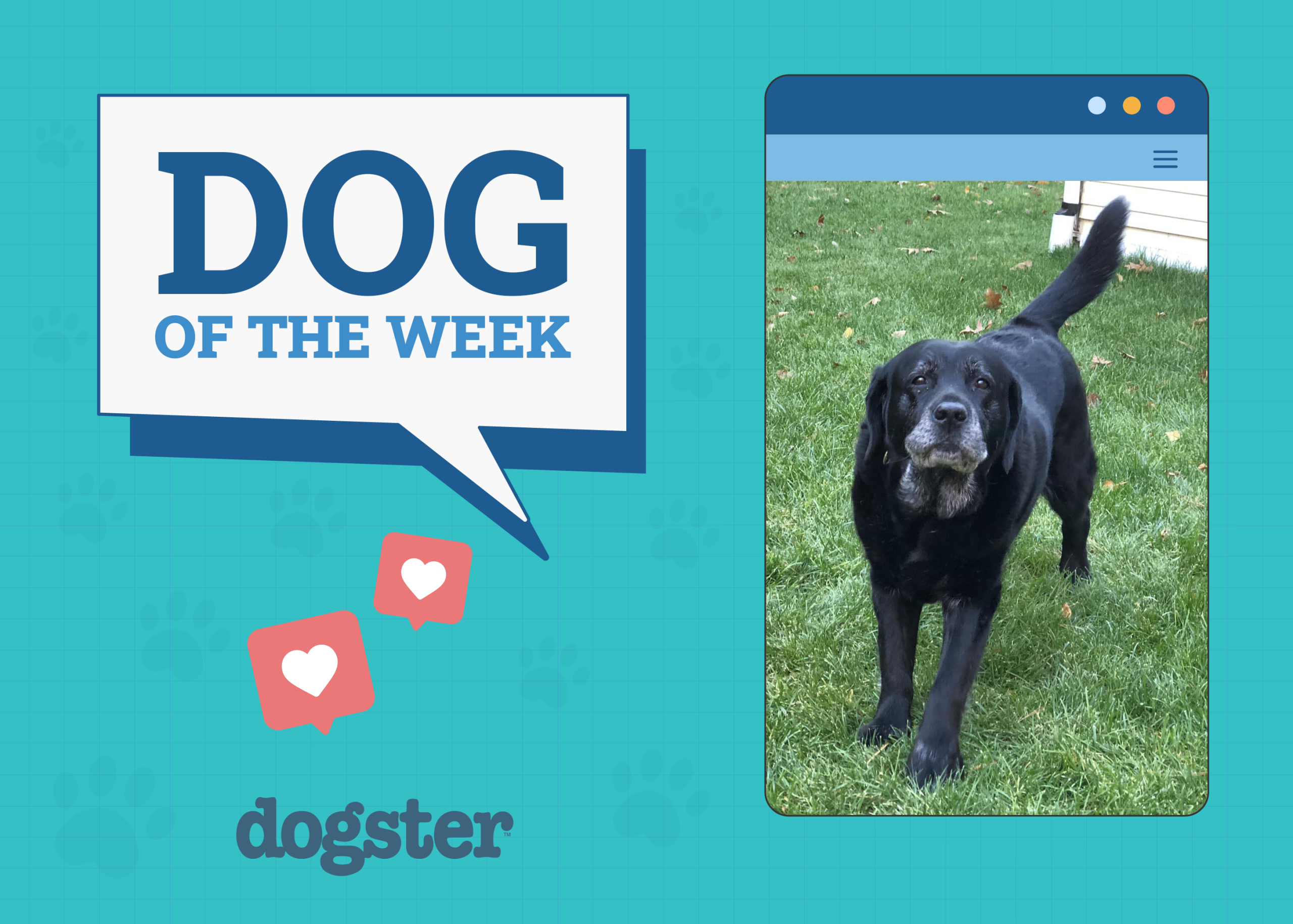 Dogster Photo Contest: Dogs of the Week Winners (Feb 06, 2025)