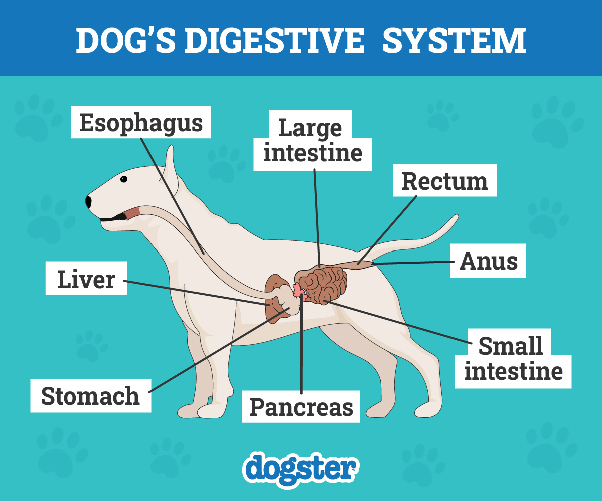dog digestive system