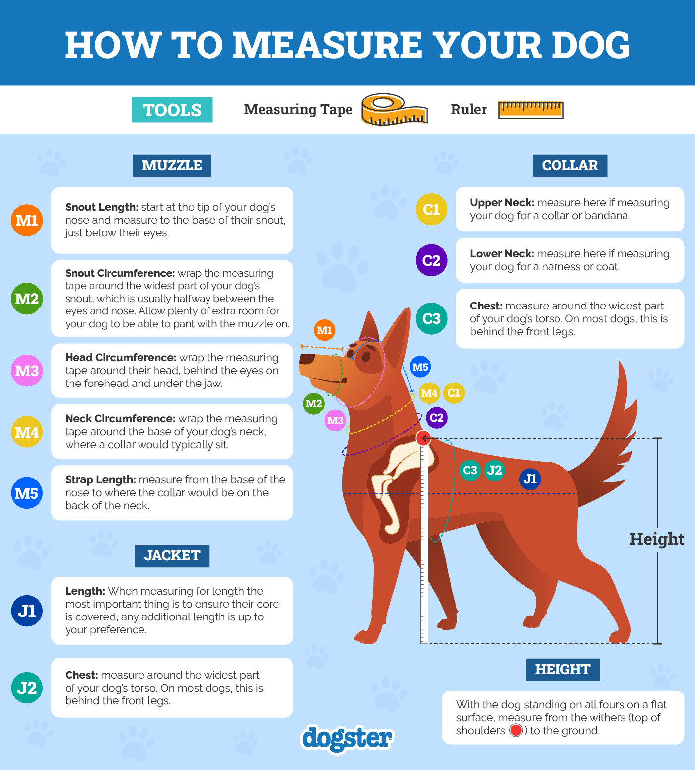 How-to-Measure-a-Dog
