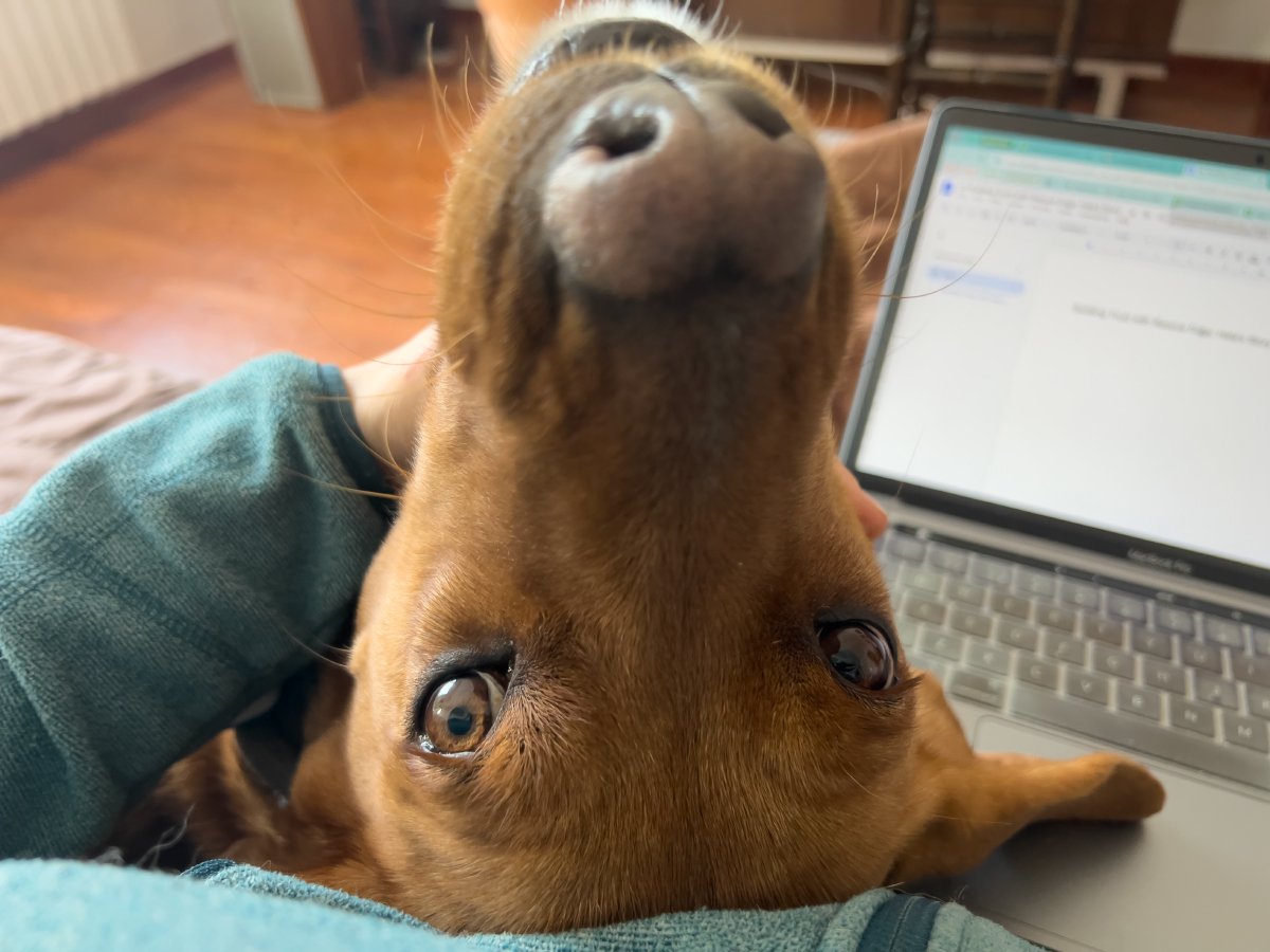 Building Trust with Rescue Dogs: Hela's Story