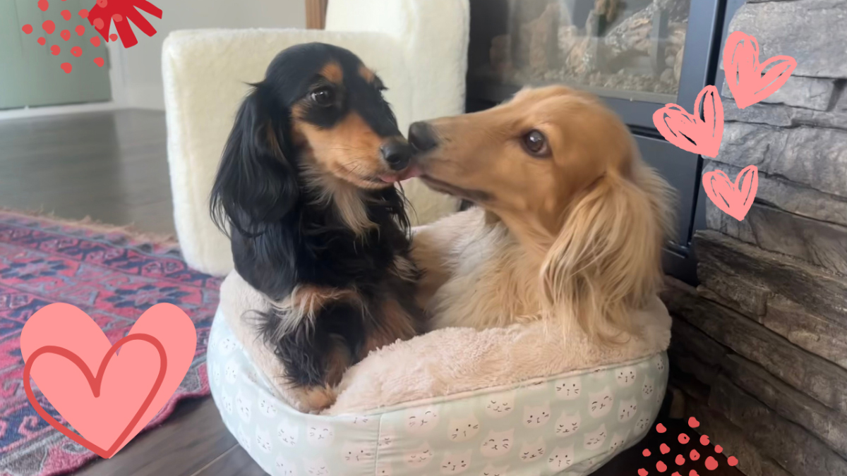 Long on Love: A Valentine’s Day Ode to My Doxie Sweethearts (with Video)