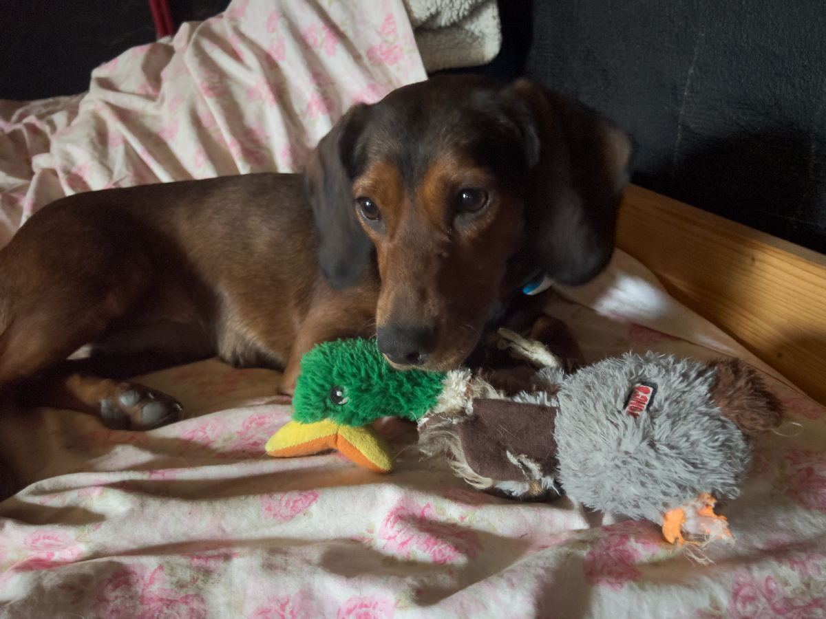 Emotional Support Dog Toys? Lajka and the Hedgehog