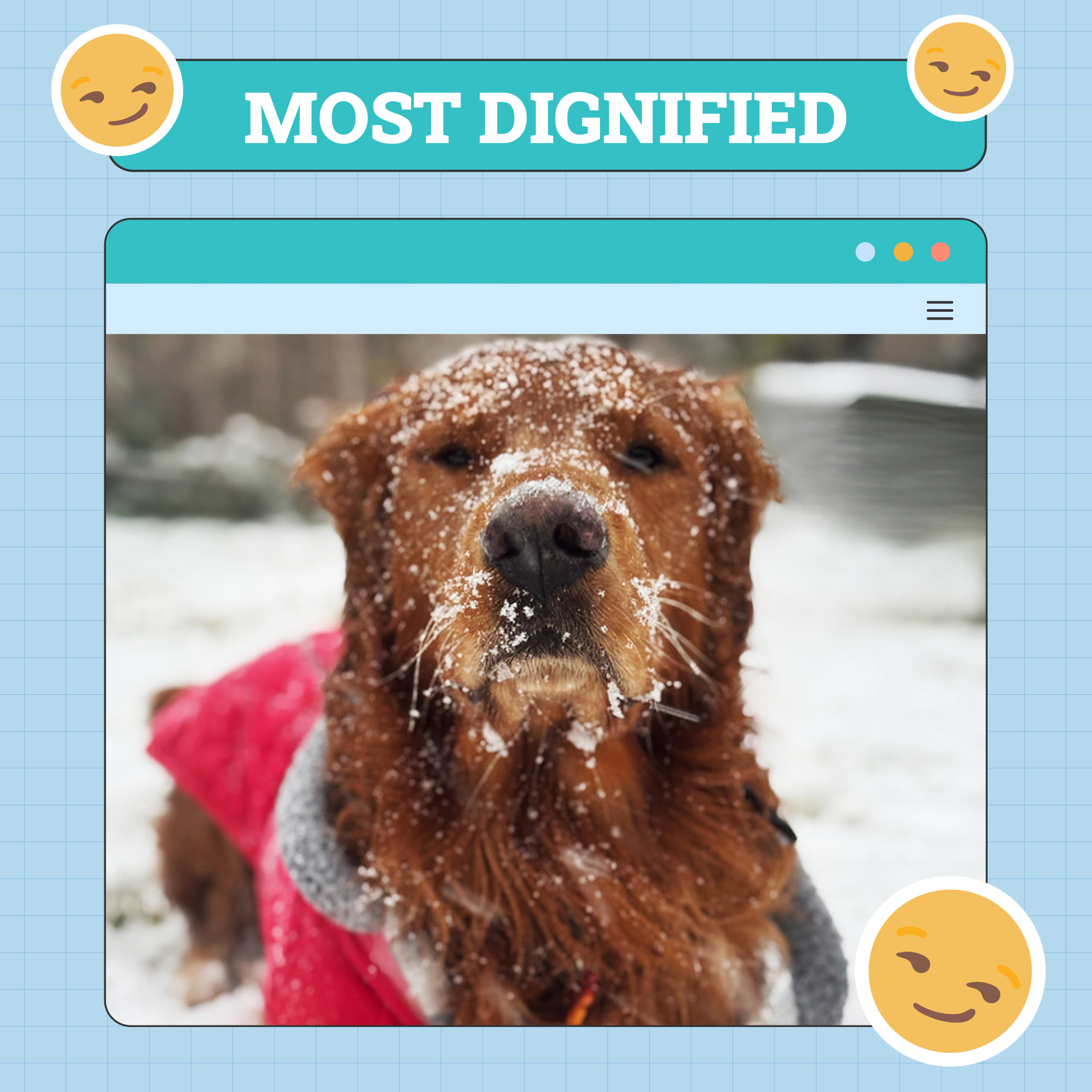 Most Dignified Dog