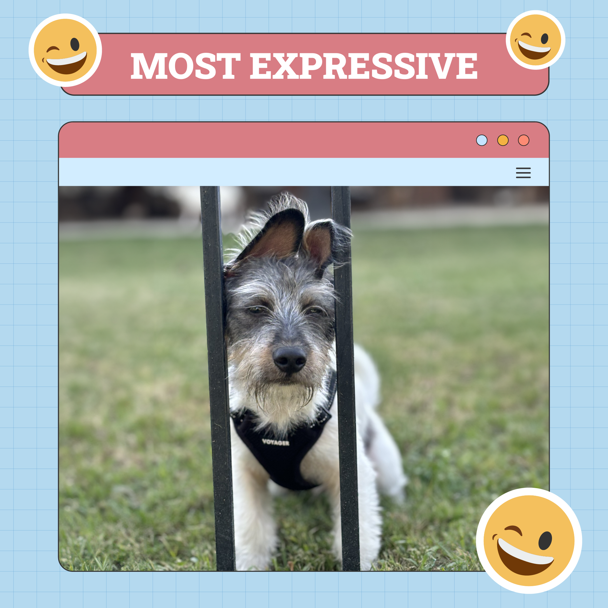 Most Expressive Dog