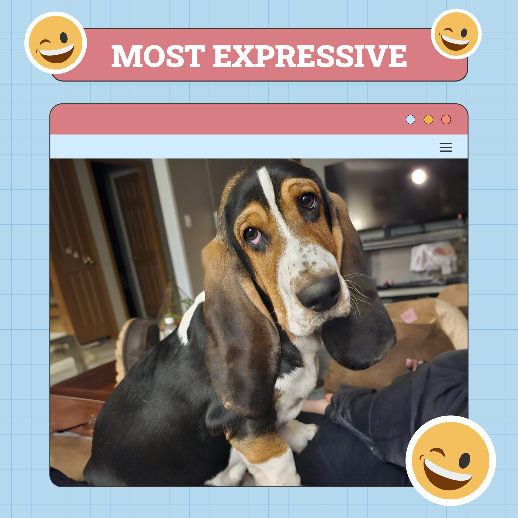 Most Expressive Dog